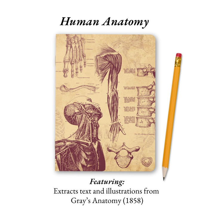 The Living Code: Anatomy, Neuroscience, Evolution & Genetics